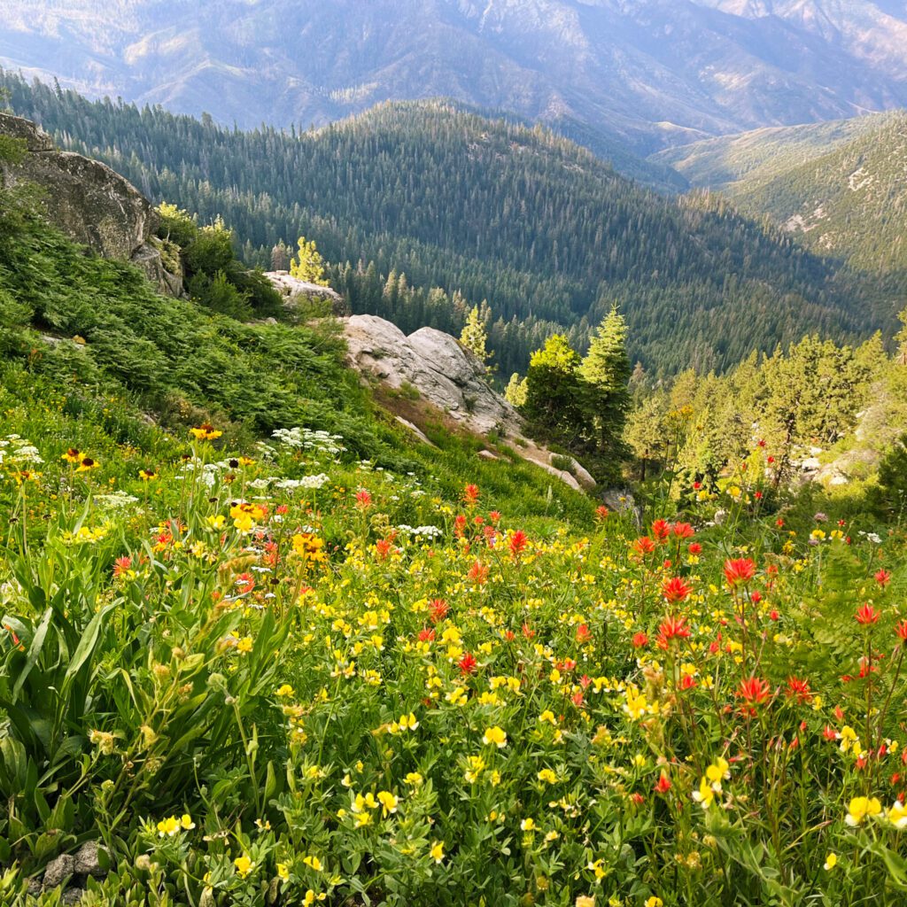 a viewpoint on a hiking trail in california with colorful wildflowers and overlooking the forested valley below.