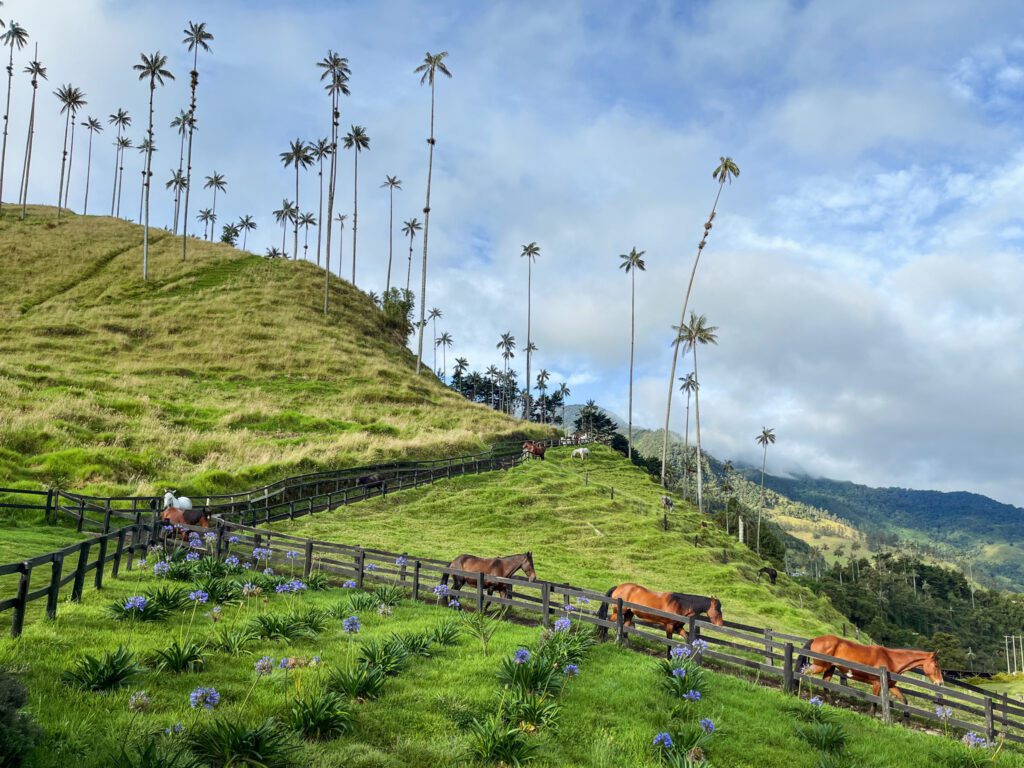 horses walking in a palm tree forest