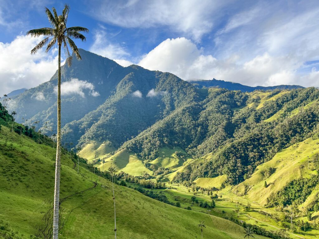a palm tree in front of a valley and a mountain