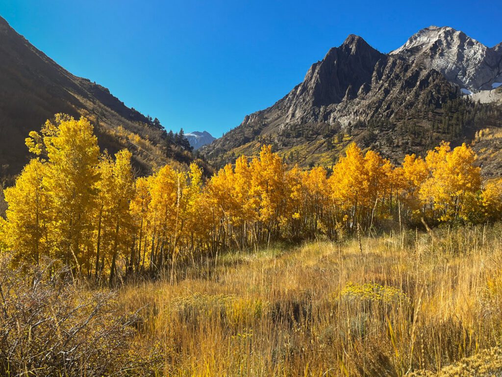 golden aspen trees on the hike up to big mcgee lake in california's eastern sierra mountains