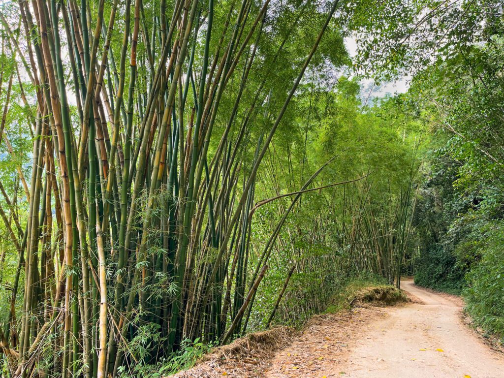a dirt road lined by tall bamboo plants in minca, colombia