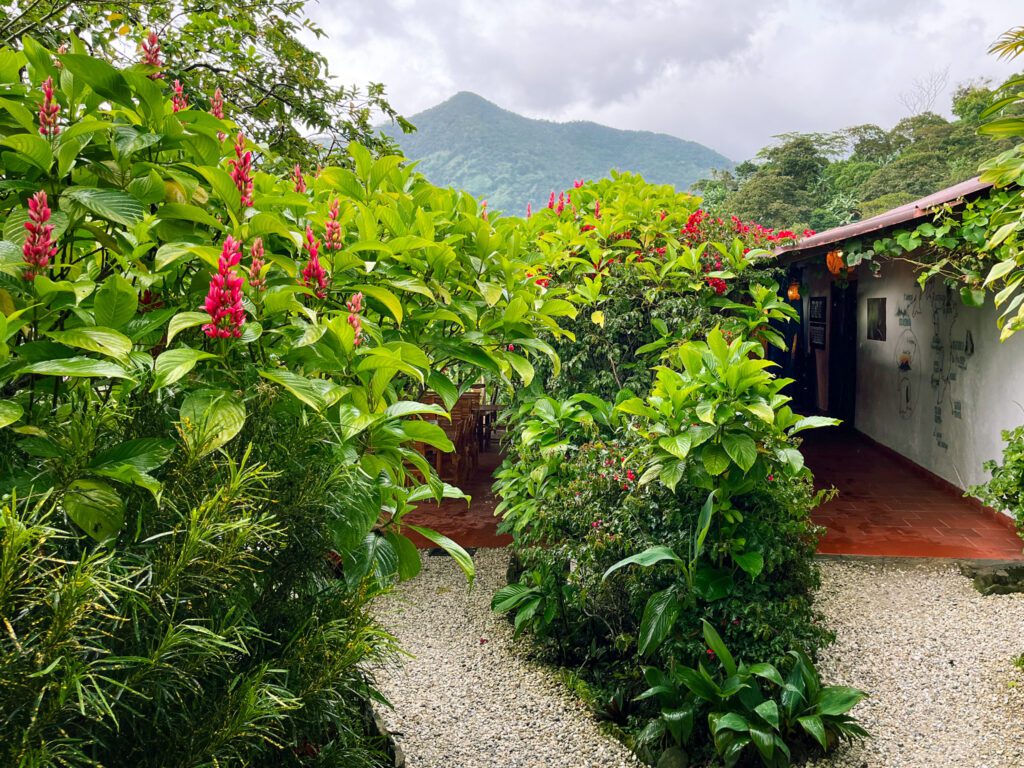 the tropical garden of a mountain hostel in colombia