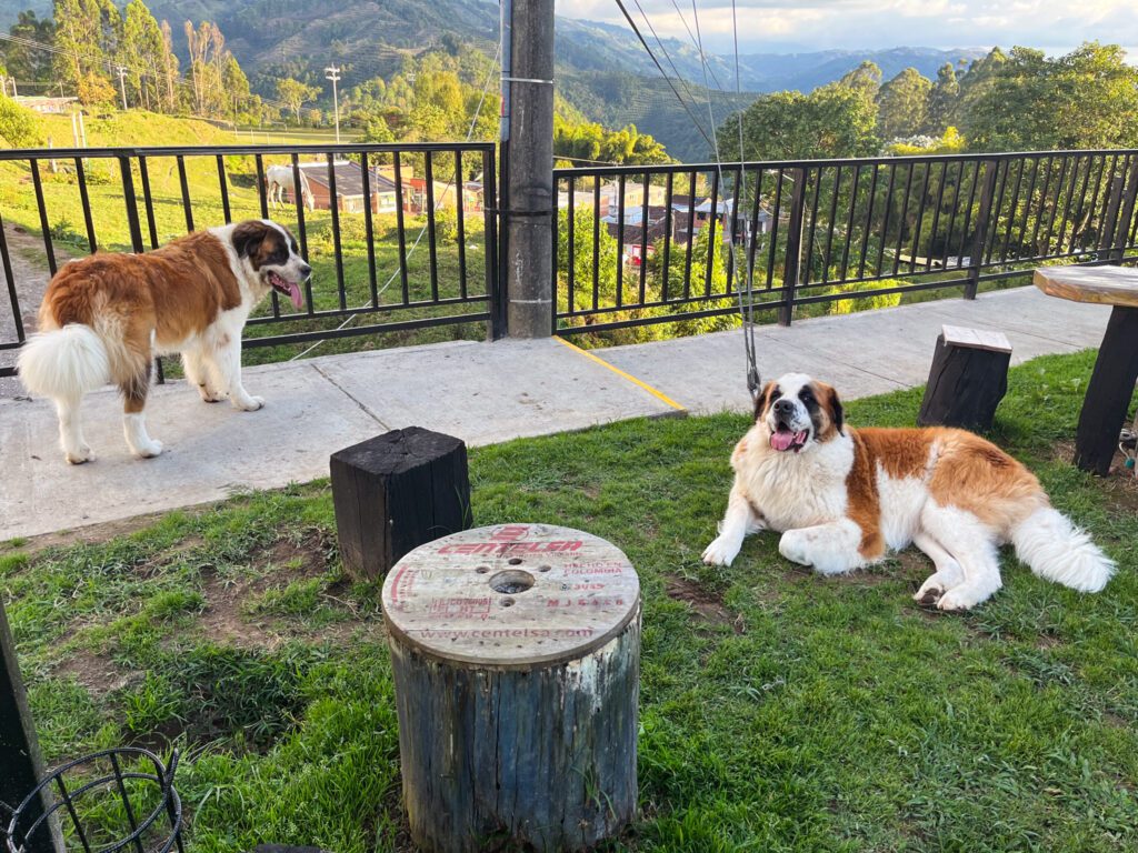 two saint bernard dogs in the garden area of a hostel in salento, colombia
