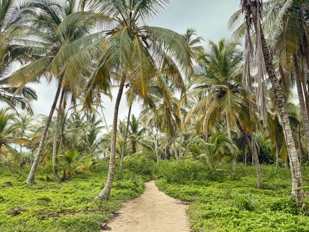 a path through palm trees near the beach
