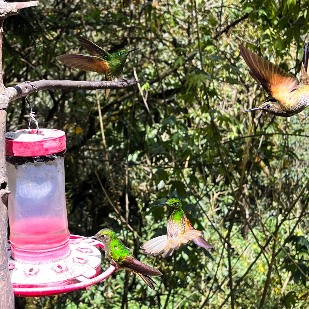 hummingbirds at a sugar water feeder in valle de cocora, colombia