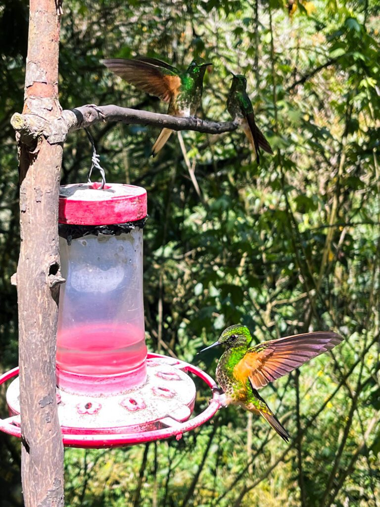 hummingbirds at a sanctuary in cocora valley, colombia