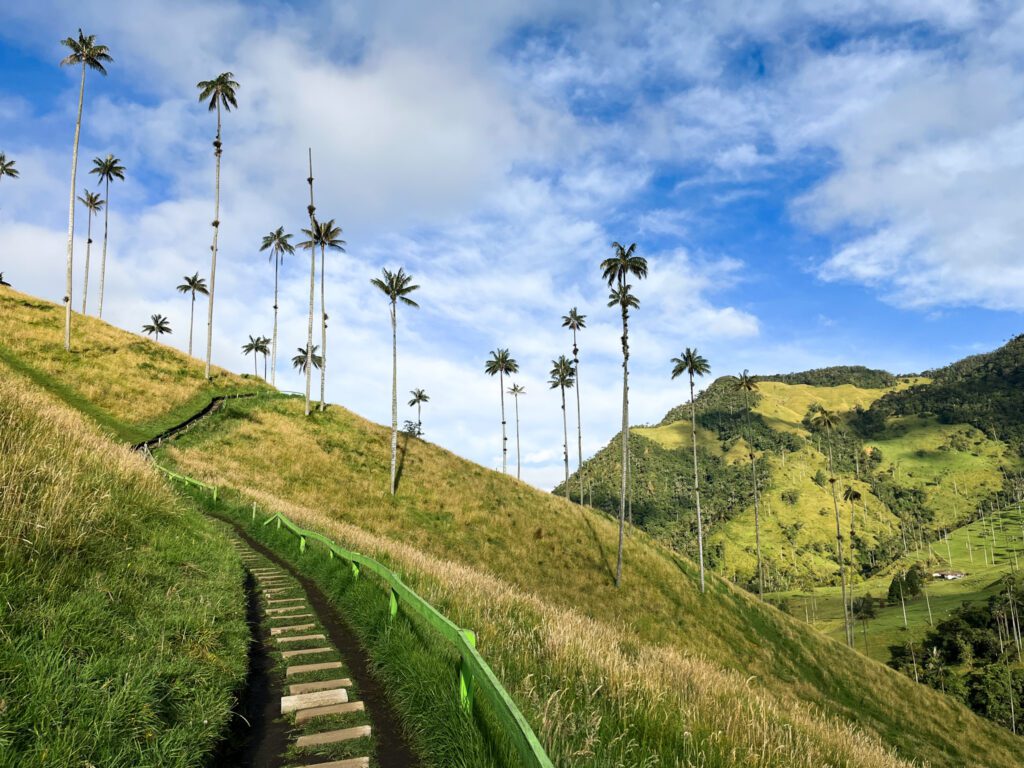 palm trees in valle de cocora, colombia