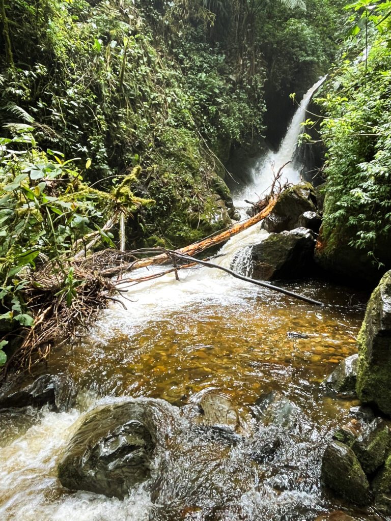 a waterfall in the forest