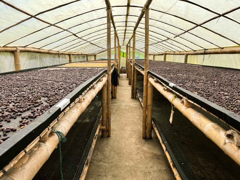coffee beans drying at a farm in salento, colombia