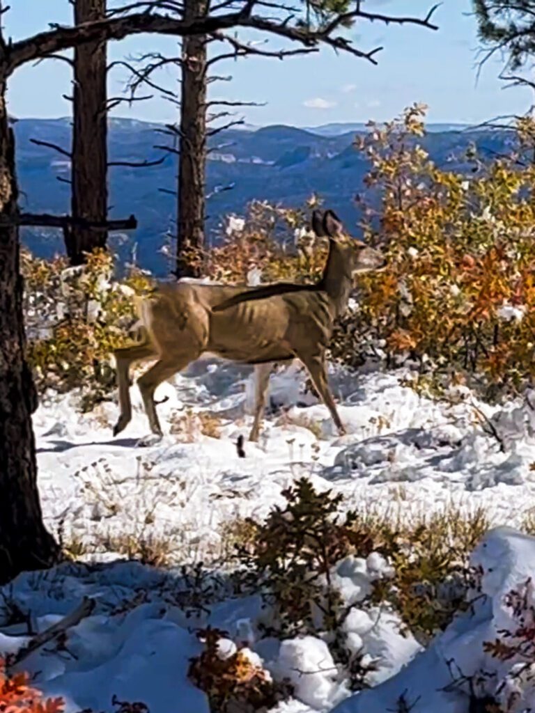 a deer on a hiking trail in zion, utah