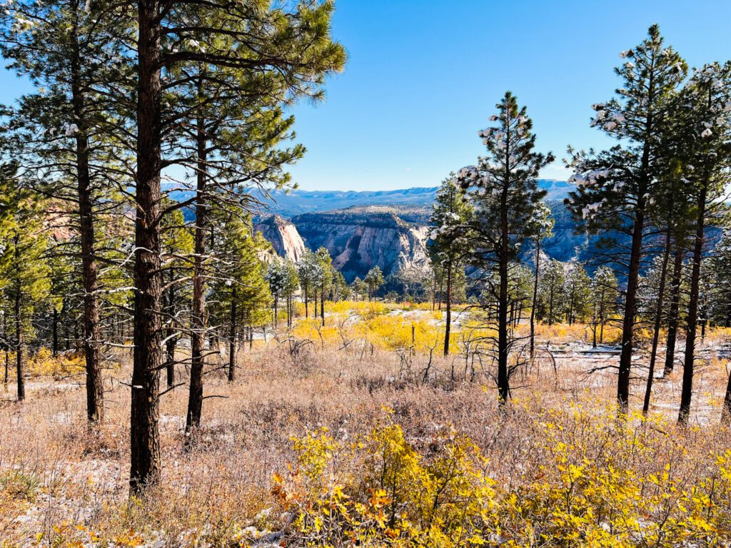 a forest overlooking a canyon in zion national park