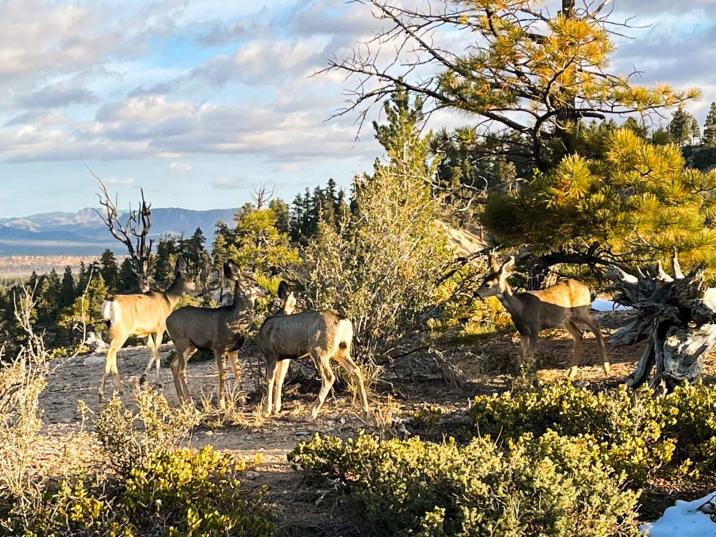 deer seen on a hiking trail in bryce canyon national park