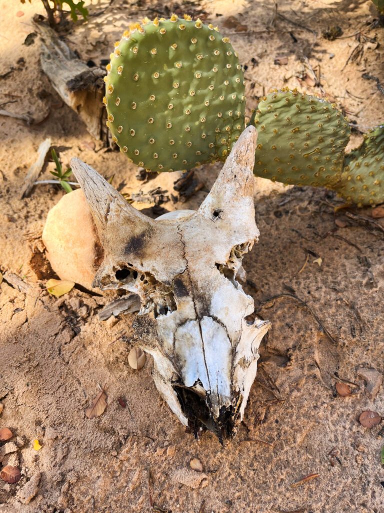 an animal skull and a cactus