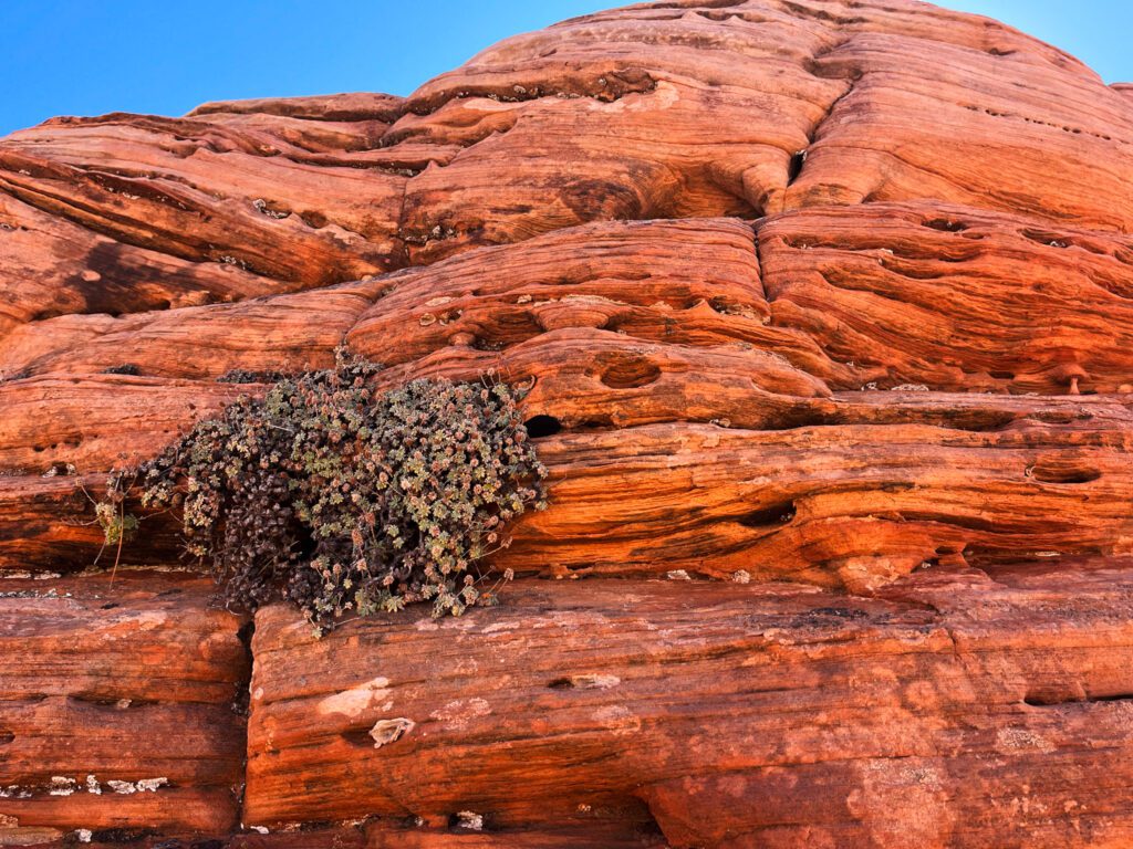 an orange sandstone formation on the checkerboard mesa trail in zion national park, utah