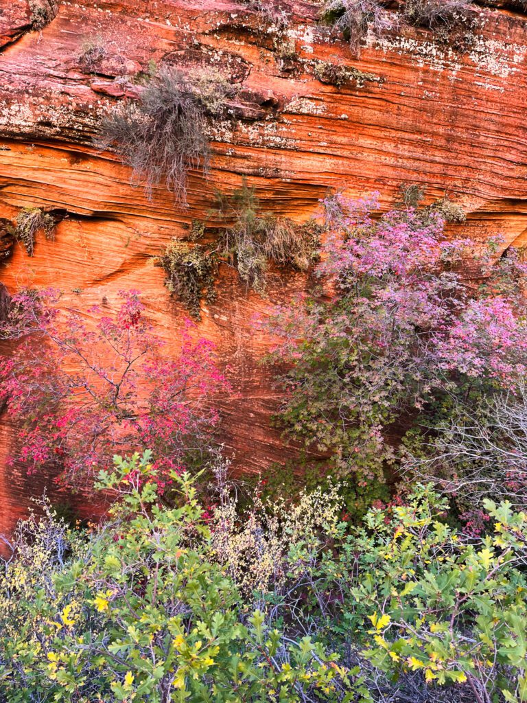 fall foliage and an orange sandstone cliff