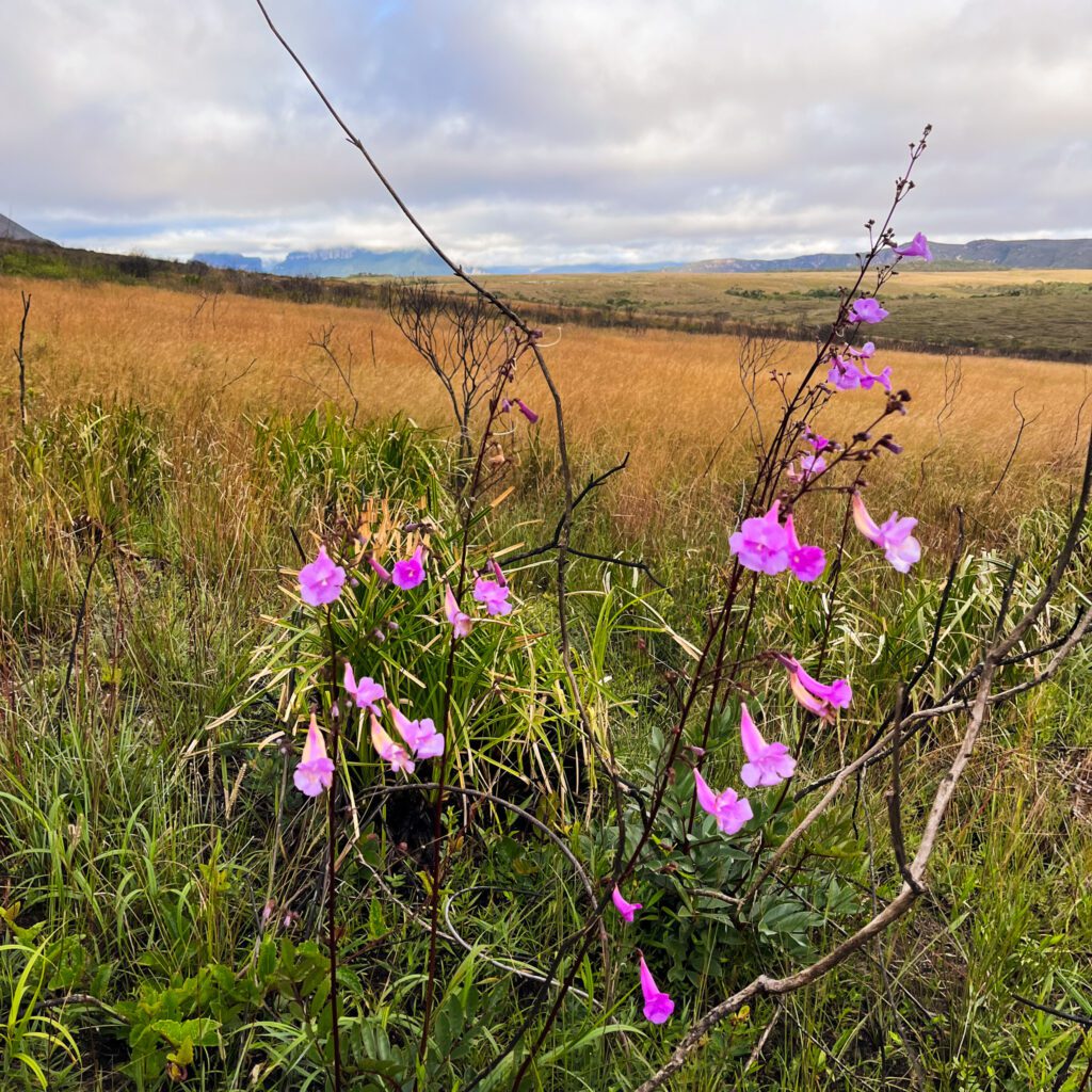 wildflowers on the vale do pati trek