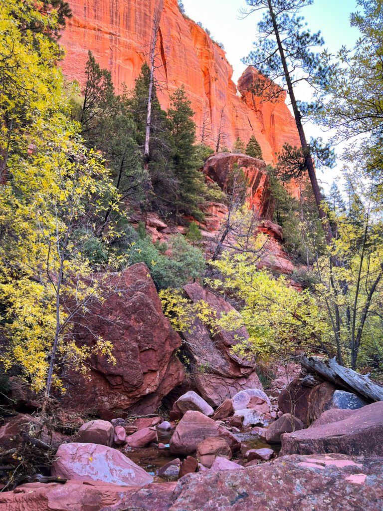 a creek in zion national park, with autumn foliage and orange cliffs in the background