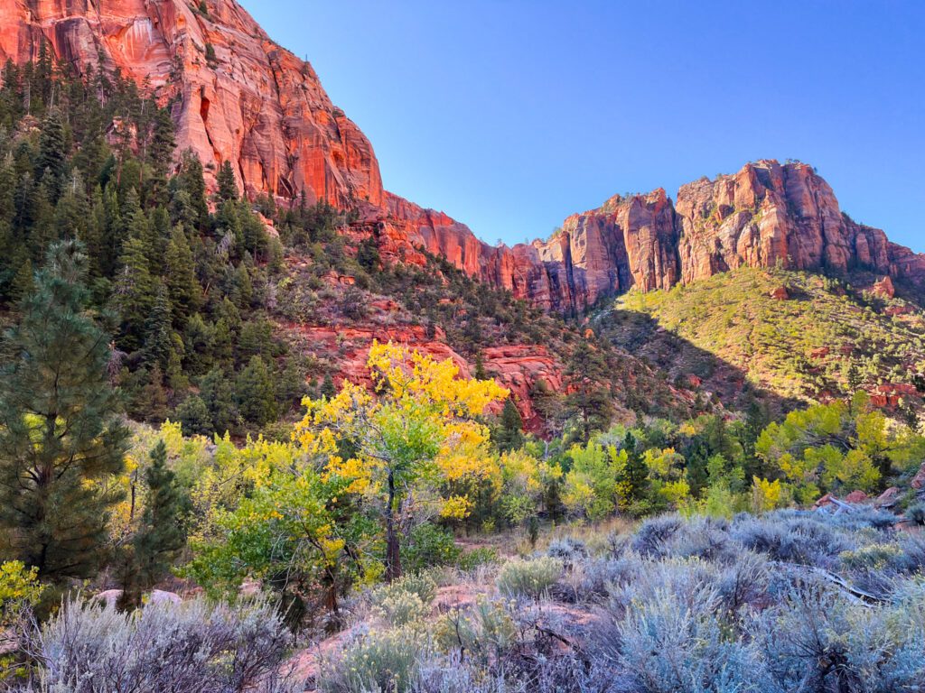 fall foliage and orange mountain peaks in zion national park