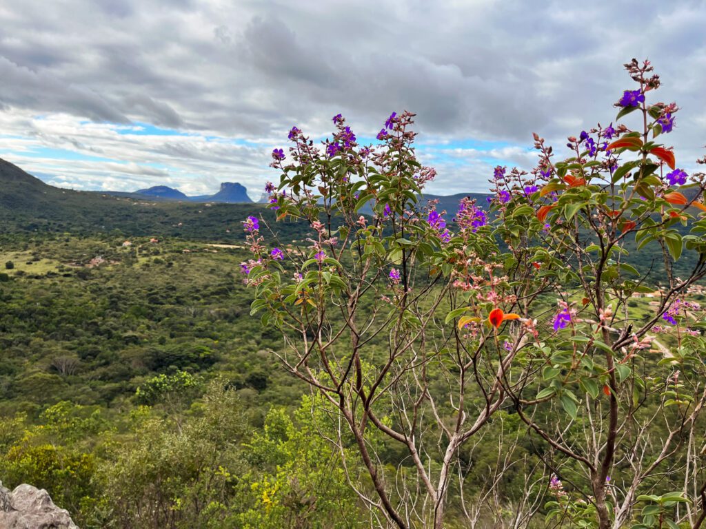 flowers in the mountains of brazil