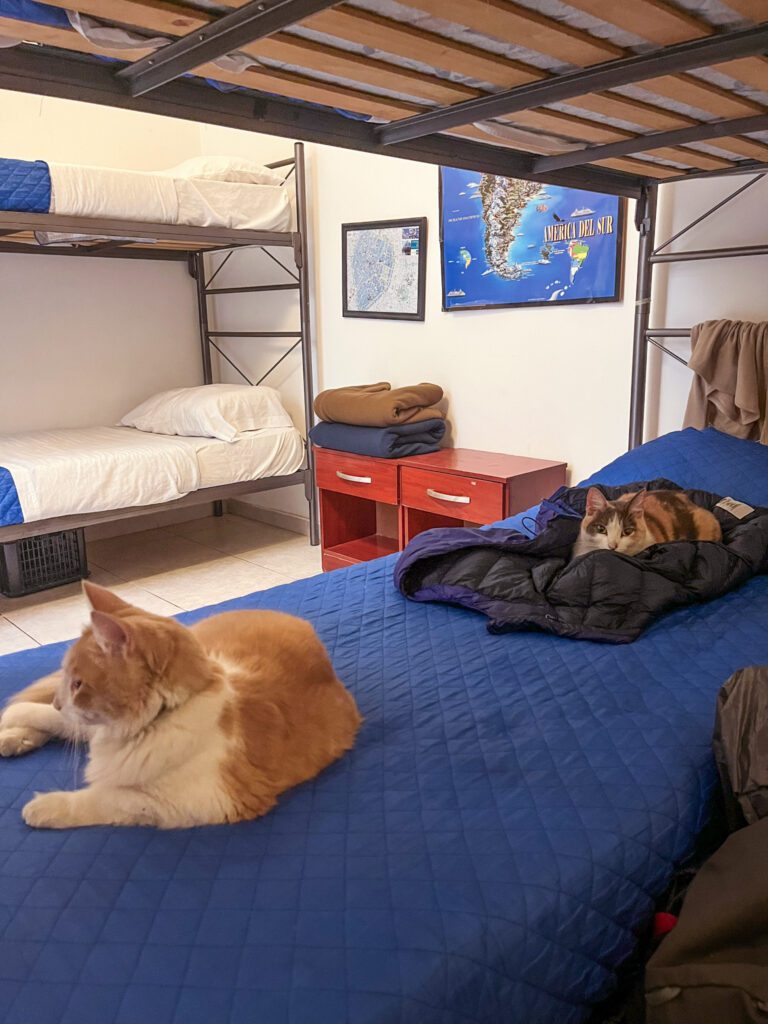 two cats resting on a hostel bunk bed.