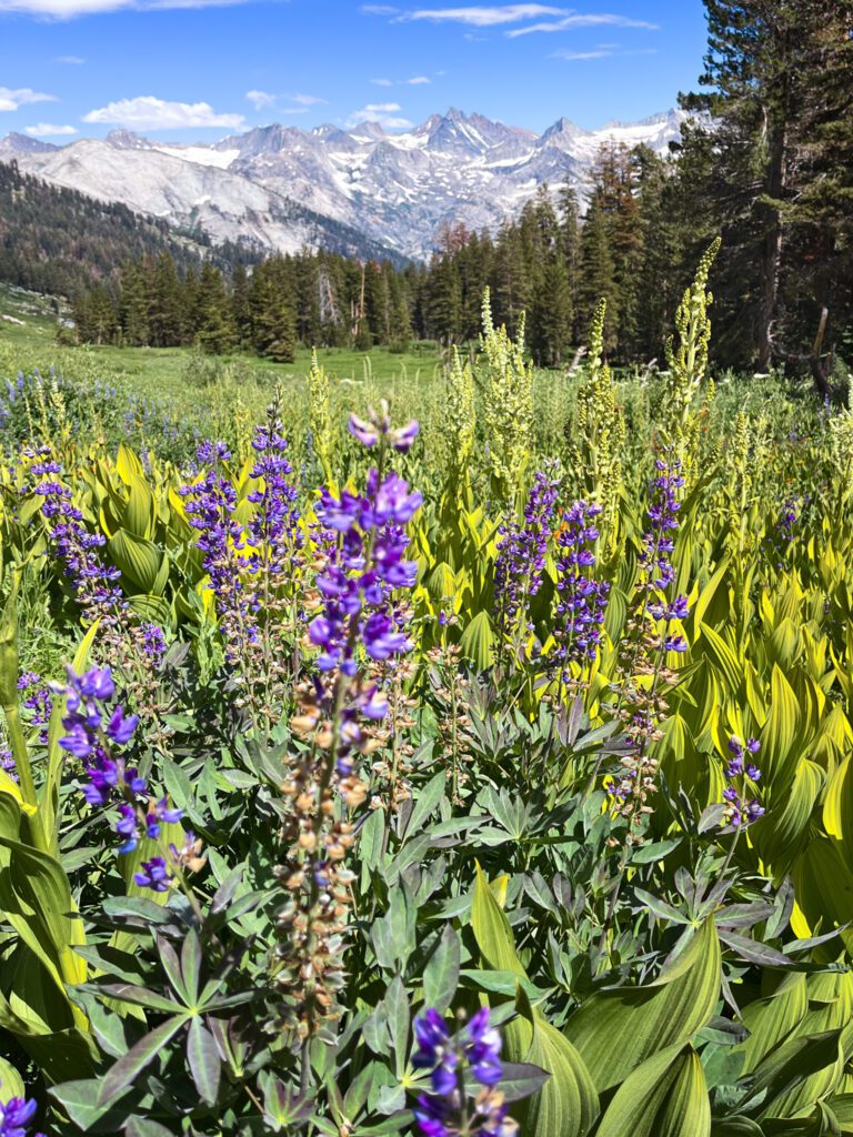 purple lupines grow in a lush meadow on the Alta peak trail overlooking snowy mountains