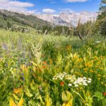 a wildflower meadow along the alta peak trail in sequoia national park, california