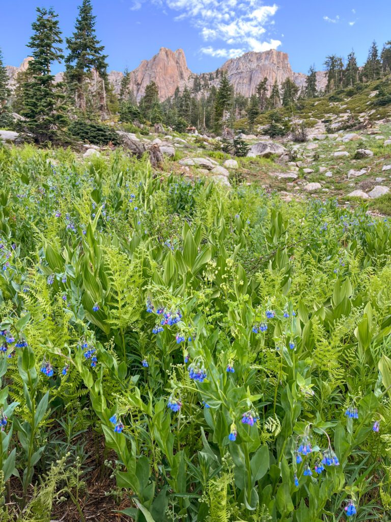 blue wildflowers growing at the base of the alta peak hiking trail in sequoia national park, california