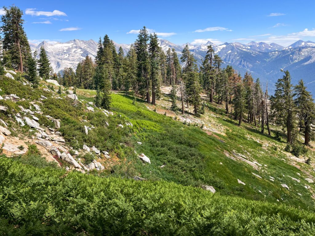 A lush green meadow and forest scene with snowy mountains in the background on the alta trail in sequoia national park