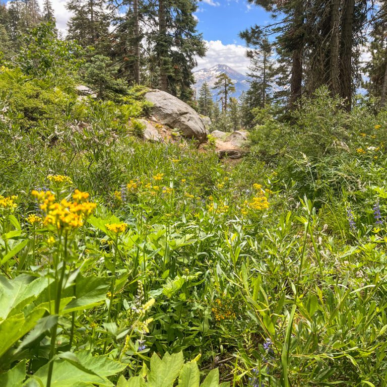 Hiking the Alta Peak Trail: 2024 Guide (Sequoia National Park)