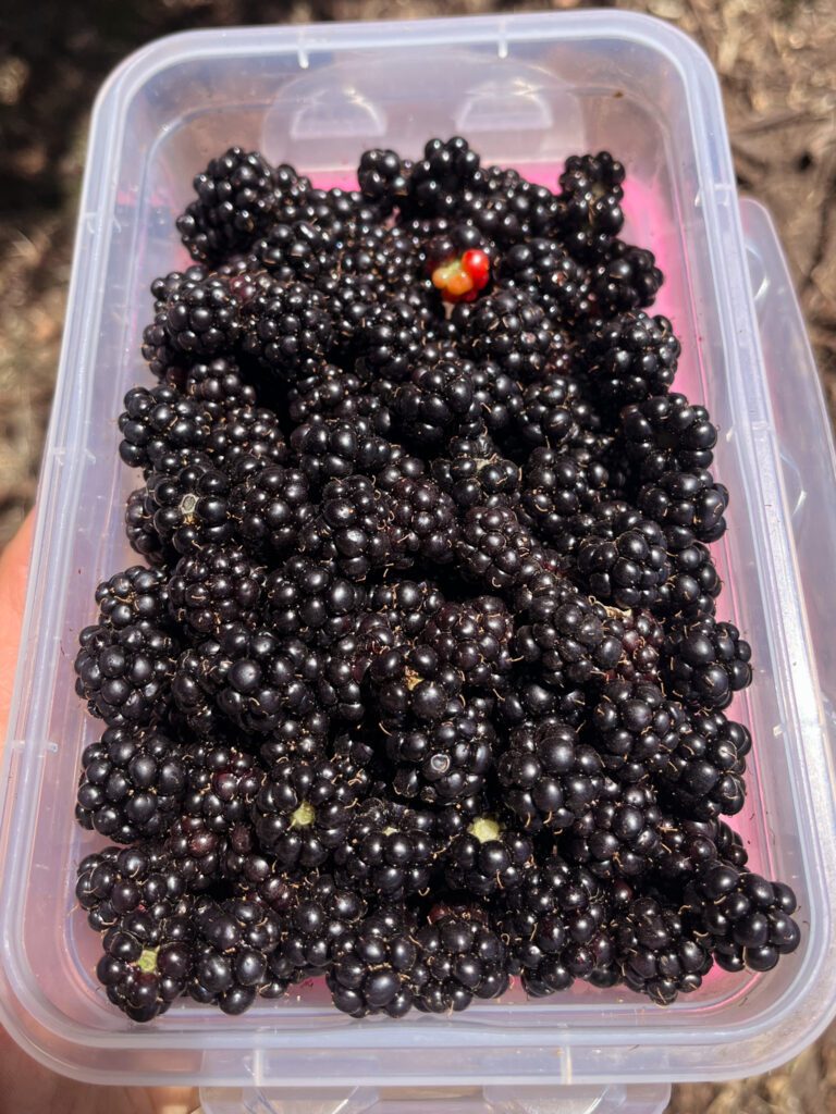 a tupperware container filled with freshly picked blackberries on a backpacking trip