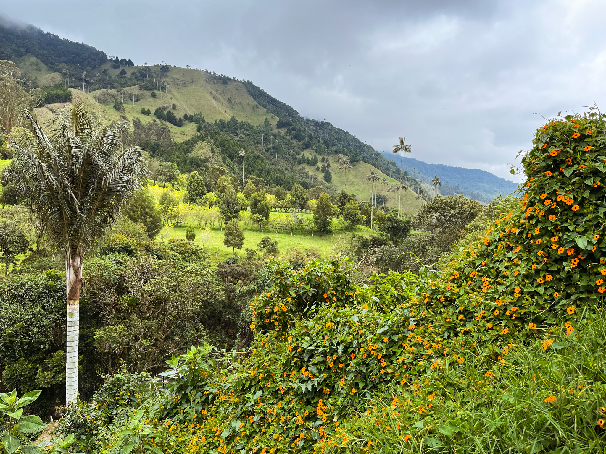 cocora valley in colombia