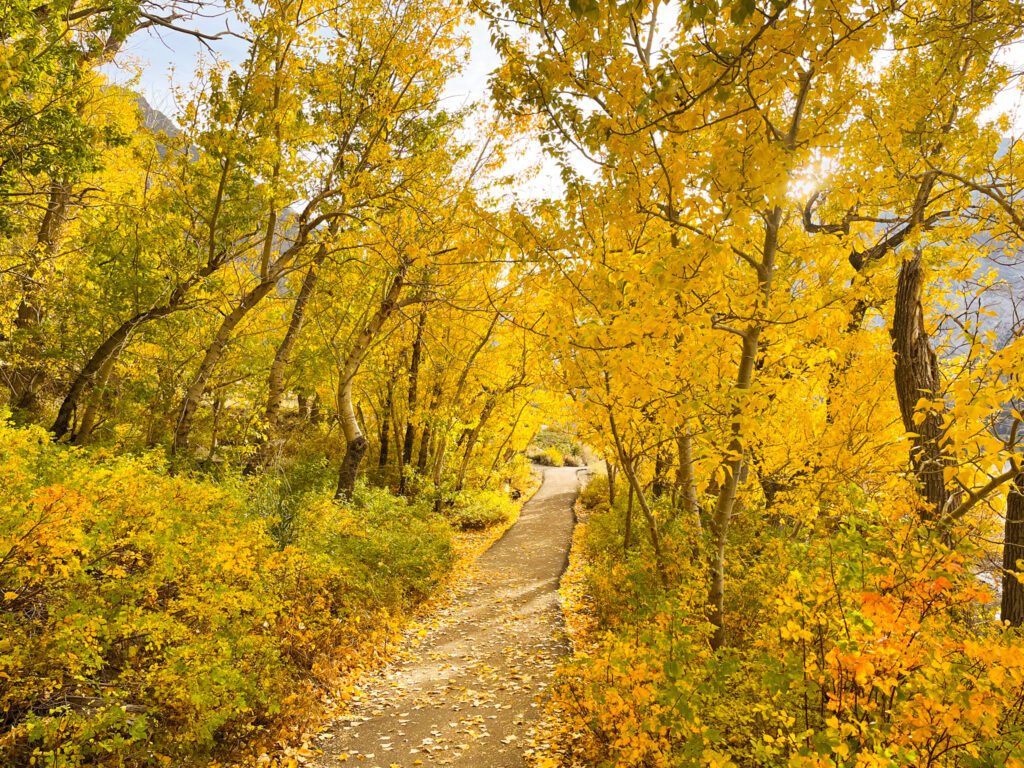 a path leads through a dense grow of golden aspen trees in california’s eastern sierra