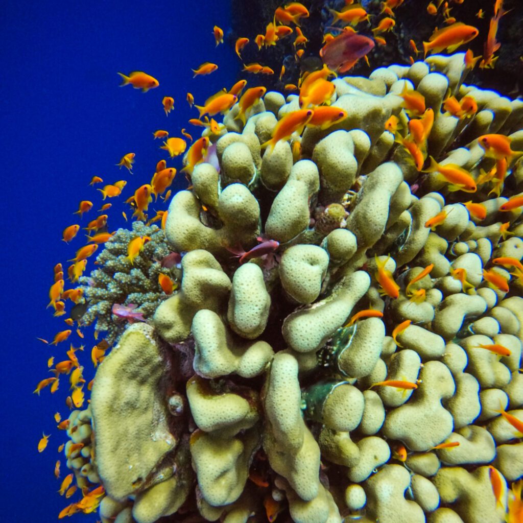 a healthy coral with many small orange fish around it as seen by a scuba diver