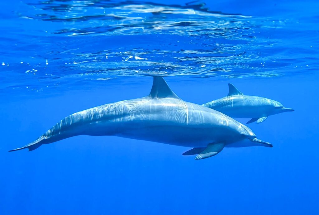 dolphins on budget travels in the red sea