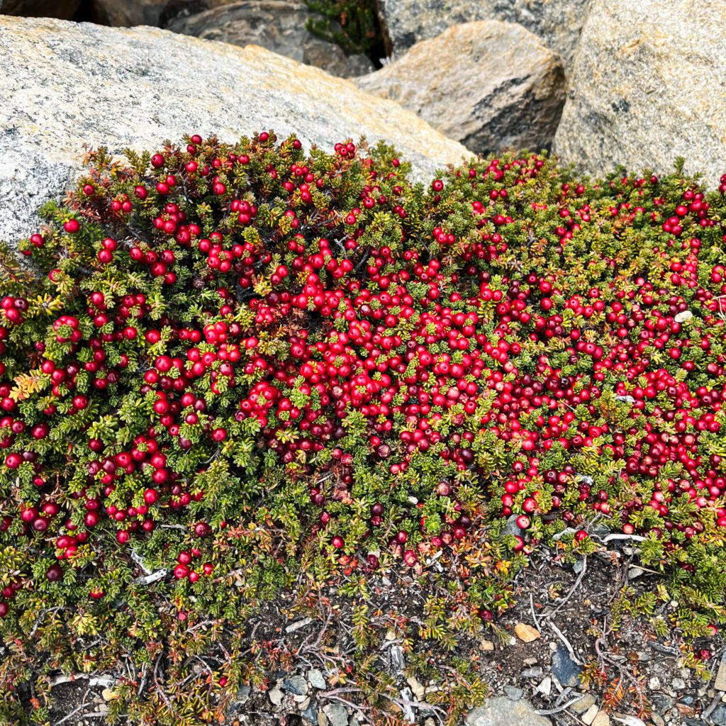 small red edible berries found along a backpacking trail.