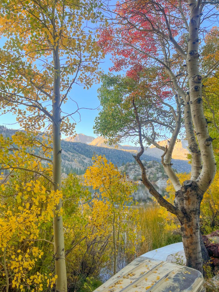 trees with yellow and red fall colors in the eastern sierra of california