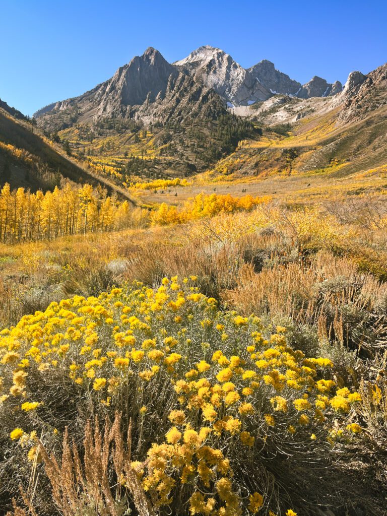 Bright yellow flowers, dry grasses, and golden aspen trees on the big mcgee lake hiking trail in california