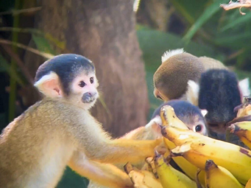 monkeys in the Amazon jungle