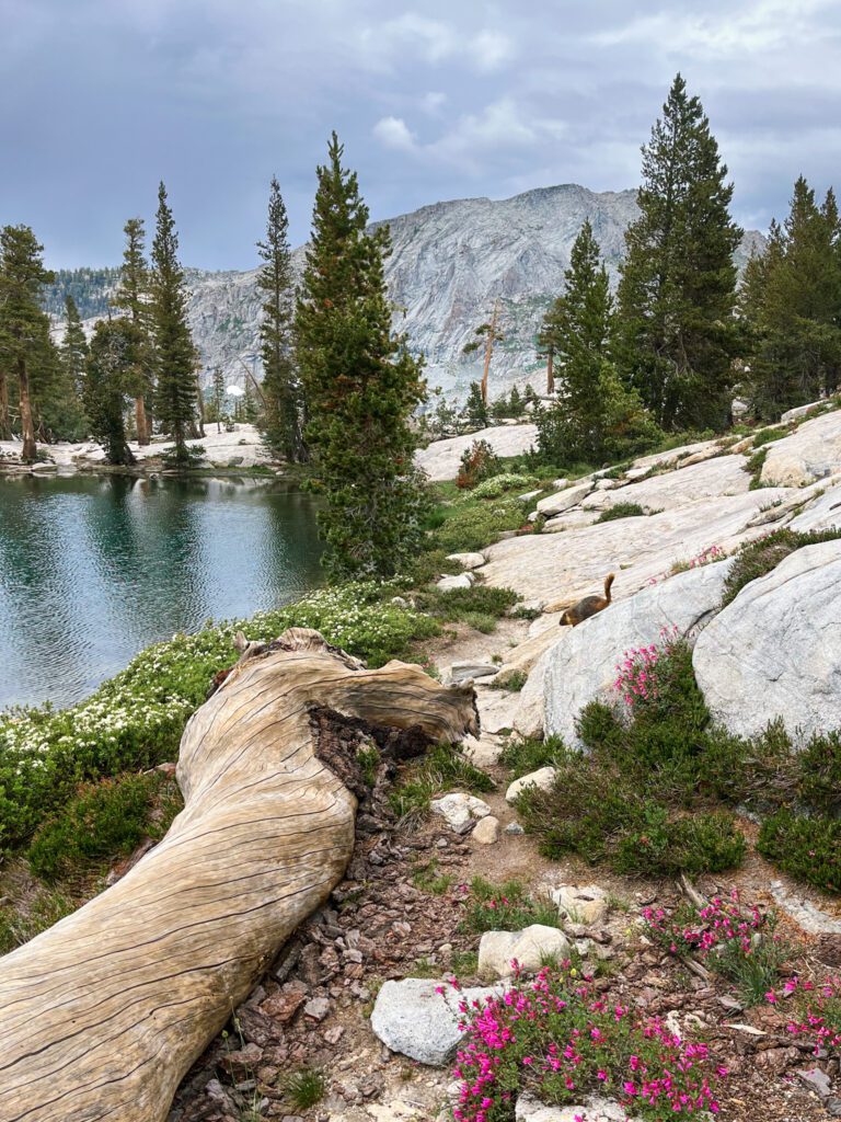 the rocky lakeshore of pear lake in sequoia national park, including wildflowers and a marmot.