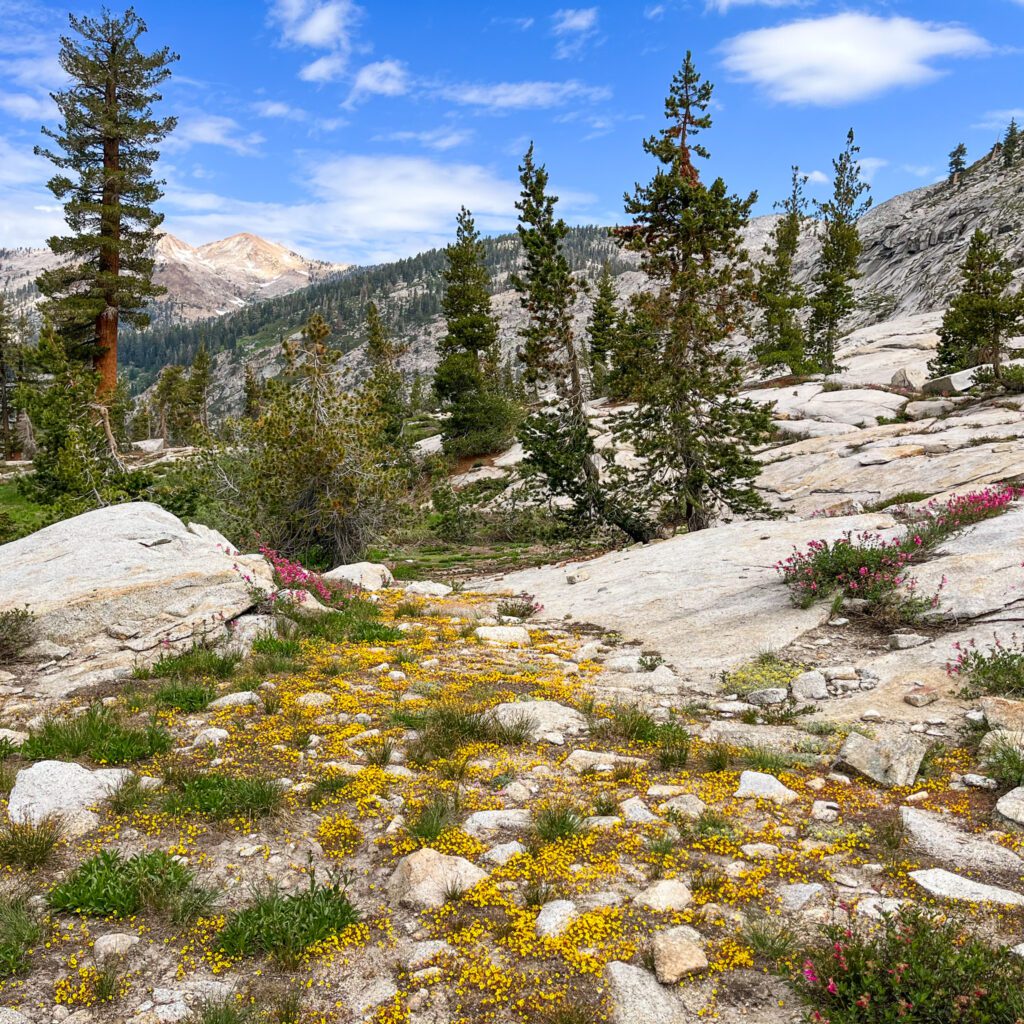 yellow wildflowers grow on an otherwise rocky alpine terrain on a hiking trail in sequoia national park, california.