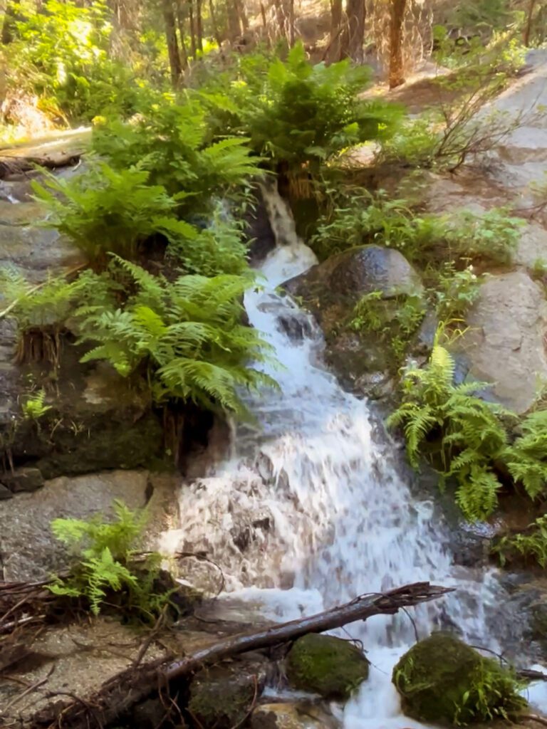 A small waterfall on a hiking trail surrounded by vibrant green ferns and mosses.
