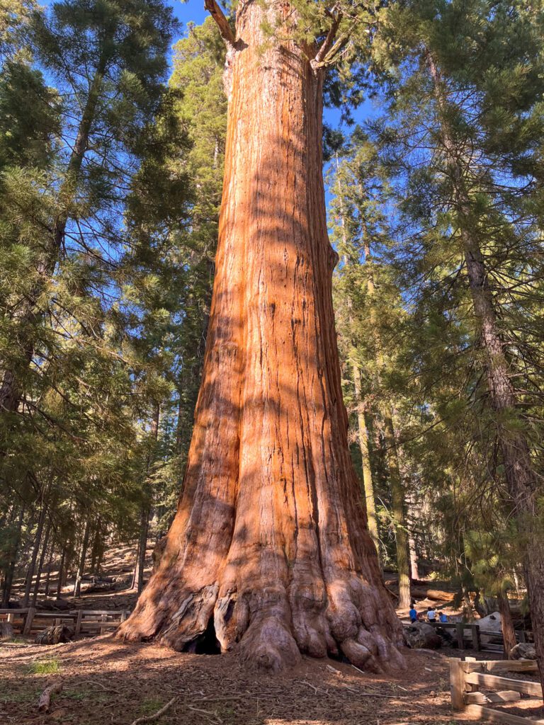 a giant sequoia tree in Sequoia National Park in california.