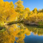 fall foliage reflecting in a lake in california's eastern sierra