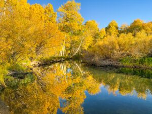 fall foliage reflecting in a lake in california's eastern sierra