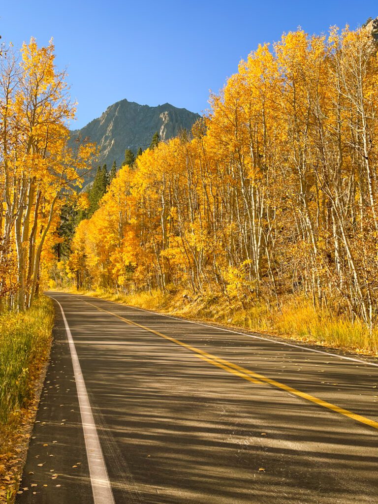 a scene of golden aspen trees on a california fall foliage road trip in the eastern sierra