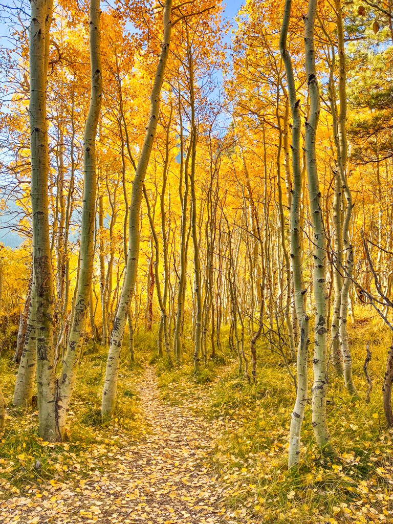 a golden aspen grove, a trail lightly dusted in fallen aspen leaves, and bright green grasses.