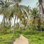 a path through palm trees near the beach