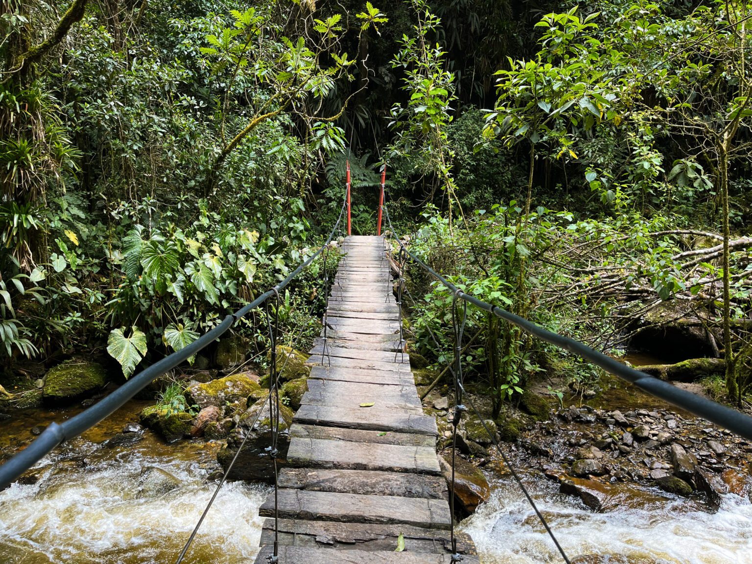 Valle de Cocora, Colombia: 2024 Travel Guide