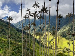 palm trees in valle de cocora, colombia