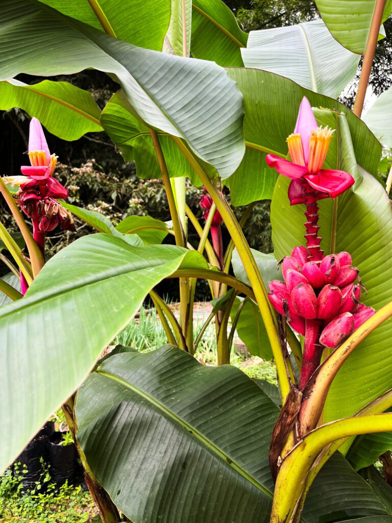 tropical pink bananas growing in minca, colombia